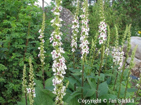  Verbascum nigrum f. album